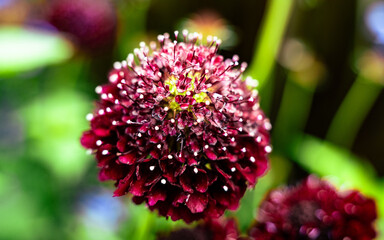 Sweet Scabious Flowers Red and White Outsidepride Scabiosa Pincushion Flower 
