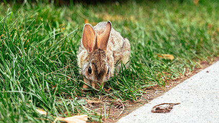 Baby Bunny European Rabbit Common Tapeti Hare Fluffy Baby Cute Bunny 