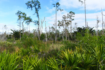 Palm trees and plants, Tropical South Florida nature and wildlife background on a conservation hiking trail in Bonita Springs.