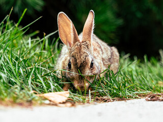 Baby Bunny European Rabbit Common Tapeti Hare Fluffy Baby Cute Bunny 