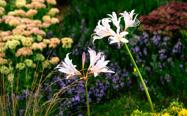 Surprise Lily Transplant Magic Lilies Two White Flowers Resurrection Lily Ammocharis longifolia White Flower