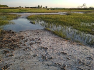 hoofprints in the sand