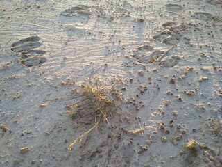 hoofprints in the salty sand