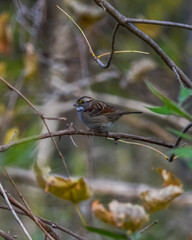 bird