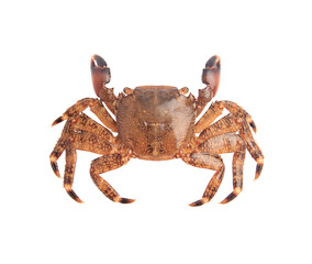 One fresh raw crab isolated on white, top view