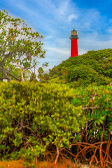 Lighthouse behind mangroves