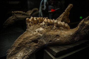 Dinosaur skull. Dinosaur skeleton on black background. Museum of Natural history