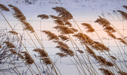 Common reed in the snow winter
