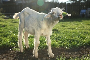 Cute goat grazing at farm on sunny day