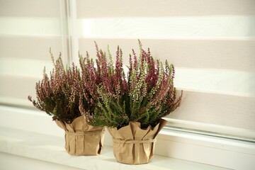 Beautiful heather flowers in pots on windowsill indoors