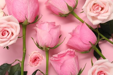 Beautiful roses on pink background, top view