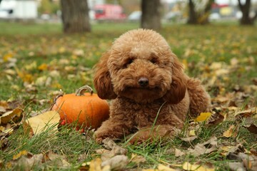 Cute fluffy dog and pumpkin on grass in autumn park