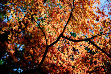 きれいな紅葉の秋風景