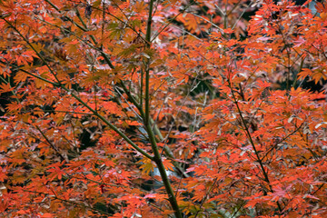 Red Leaf Japanese Maple Tree in November