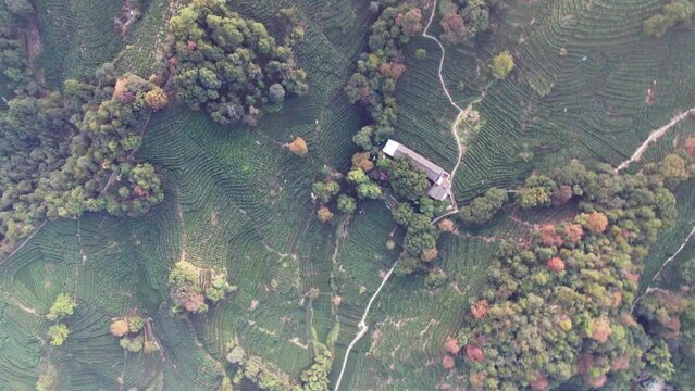 Drone flight over Long Jin tea mountain at Hangzhou, Zhejiang province, China. Flying aerial view of beautiful tea plantation and Longjin village in sunny autumn day, 4k real time footage.