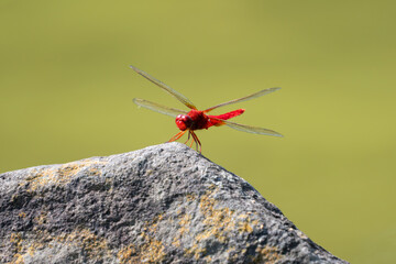 全身が赤いショウジョウトンボ © miyaho