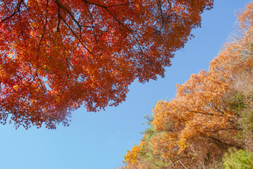青空に映える晩秋の紅葉