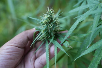Cannabis plant in human hand Take it to be extracted as medicine.