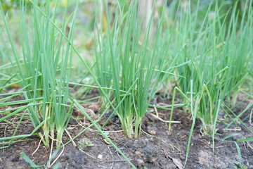 Organically grown onions are good for health.