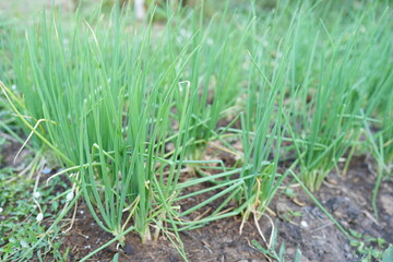Organically grown onions are good for health.