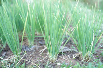 Organically grown onions are good for health.