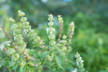 Flowering basil in the garden
