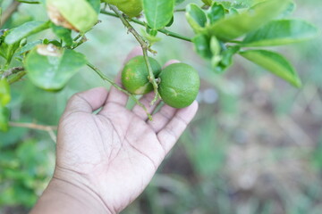Lemon in a man's hand in the backyard