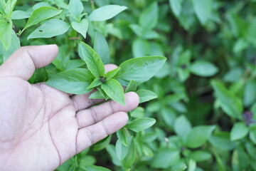 Holy basil vegetable in human hands