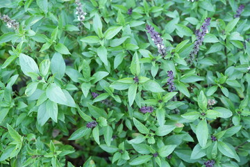 Flowering basil in the garden