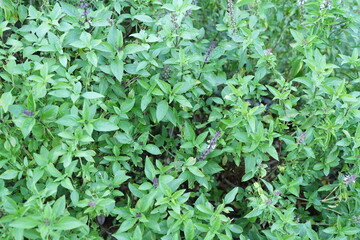 Flowering basil in the garden