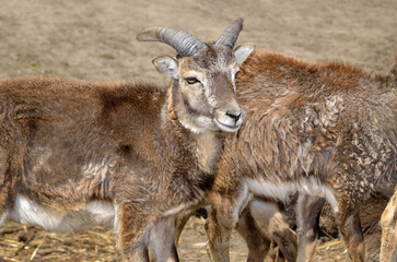 Naklejka na ściany i meble Adult, wild mouflon in a pasture close-up
