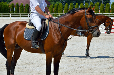 Young, athletic, thoroughbred horse on dressage, close-up