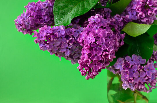 Branches of young, blooming lilac on a green background