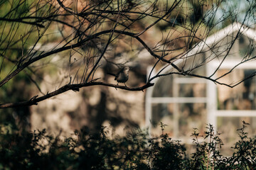 A bird perches on a branch in the dappled light of the late afternoon sun.