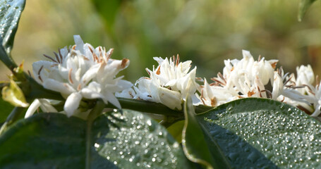 Coffee flower tree green nature white color blossom. White flower on coffee tree Robusta arabica...