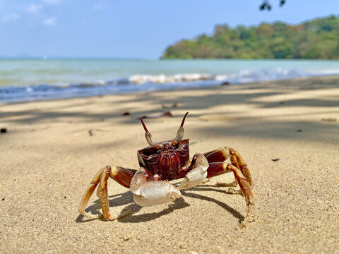 Crab on the beach. Horned ghost crab(Ocypode ceratophthalmus) or horn-eyed ghost crab. It lives in Indo-Pacific region from the coast of East Africa to Philippines, Japan to the Great Barrier Reef. 