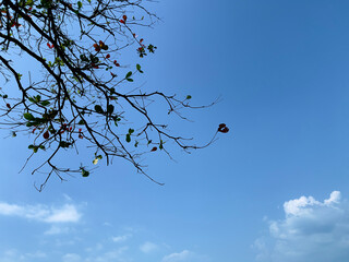 Tree branches against blue sky