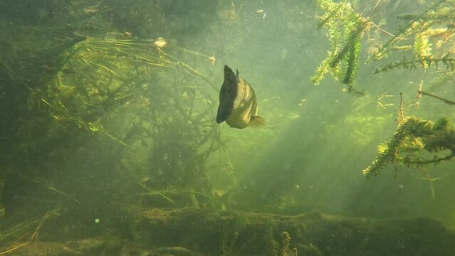 Black bass, also known as largemouth bass, facing the camera in a freshwater lake. The scene includes sun rays filtering through branches and immersed trees.