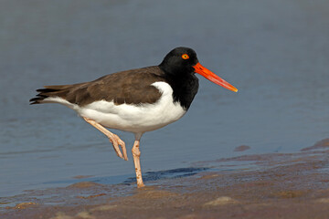 American Oystercatcher (Haematopus palliatus) resting on a Florida beach