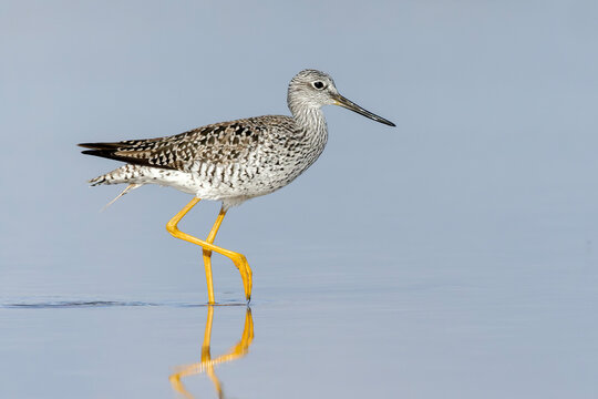 Greater Yellowlegs (Tringa melanoleuca) wading in shallow water - Florida