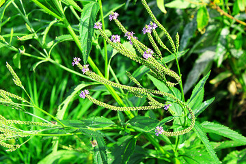 Blue Vervain 