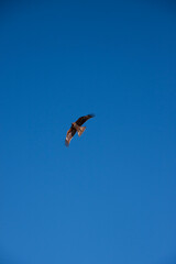 青空を飛ぶトビ