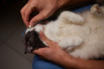 Cleaning Persian Chinchilla Cat's eyes with cotton pad. Cat's Eyes Healthy. Prevention of eyes...