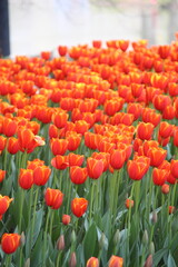 red and yellow tulips