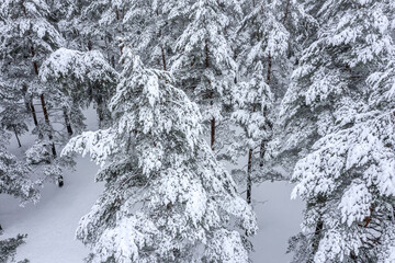 beautiful winter landscape with snow-covered fir trees after snowfall. aerial photography with drone.