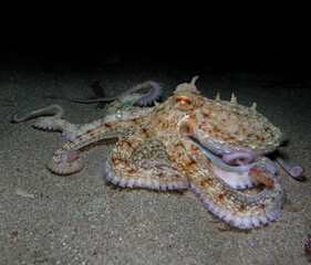 A playful octopus at night