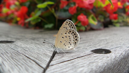 flower front a butterfly