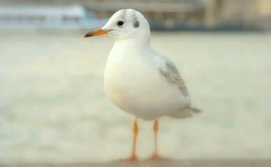Seagull bird or seabird standing feet on the thames river bank in London, Close up view of white gray bird seagull
