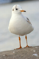 Seagull bird or seabird standing feet on the thames river bank in London, Close up view of white gray bird seagull