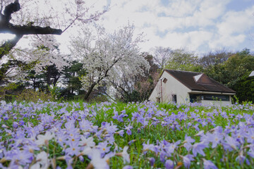 Fototapeta na wymiar Purple flowers with little house on grass field